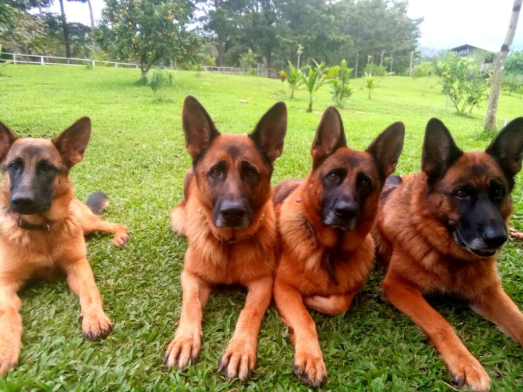Dogs at Lian House, Private Psilocybin retreats In Costa Rica