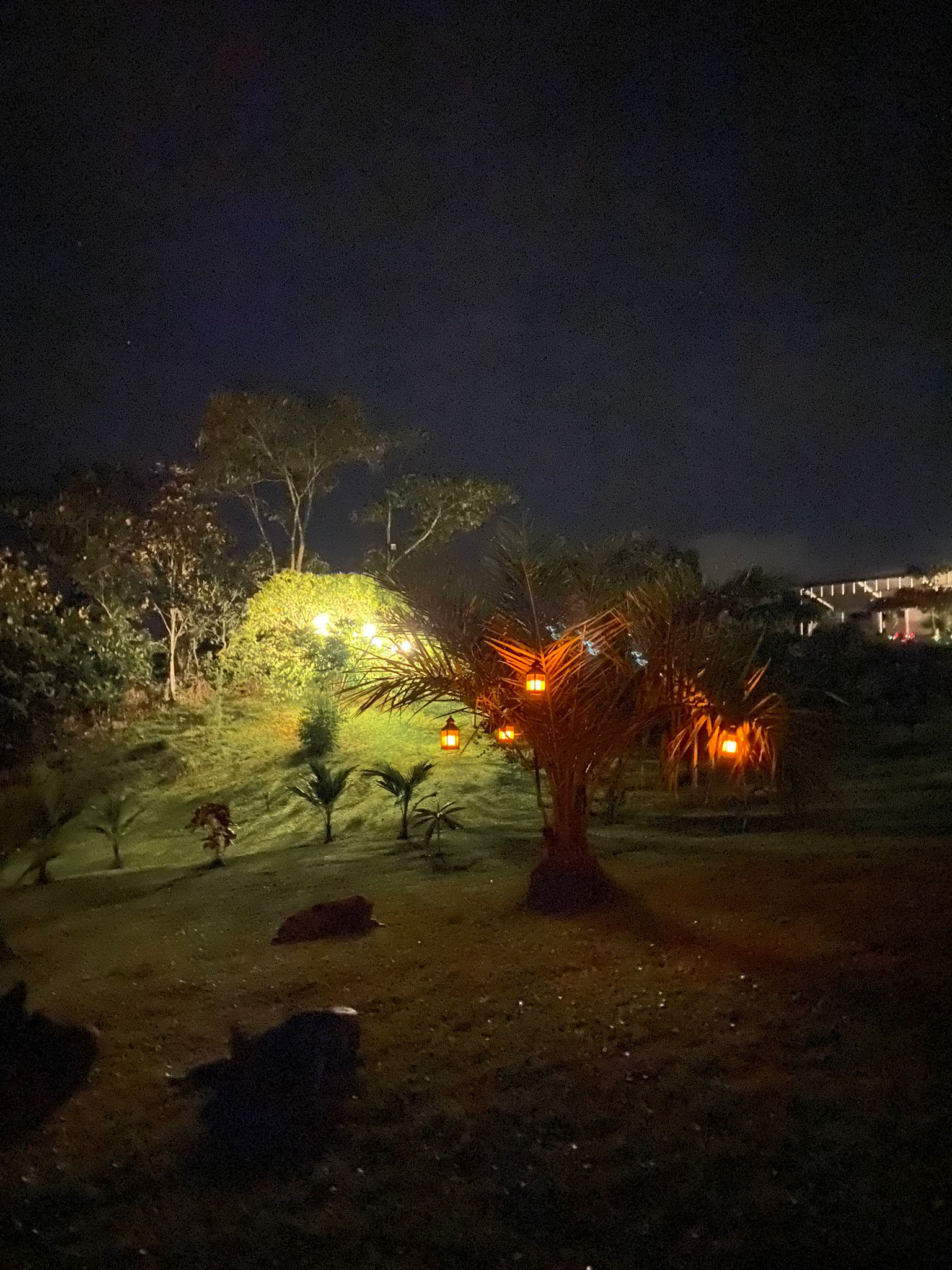 dogs in mistic garden